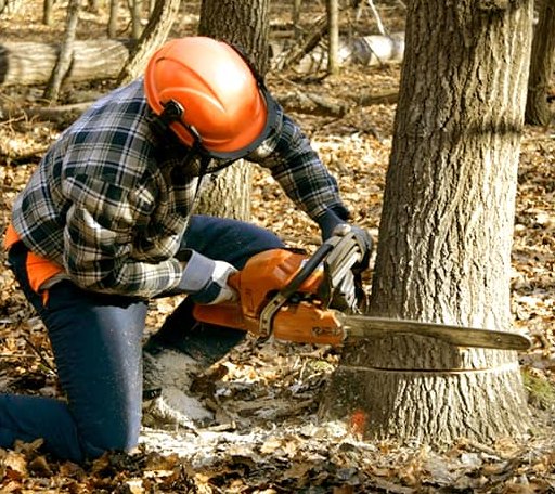 Tree Removal in Omer, MI